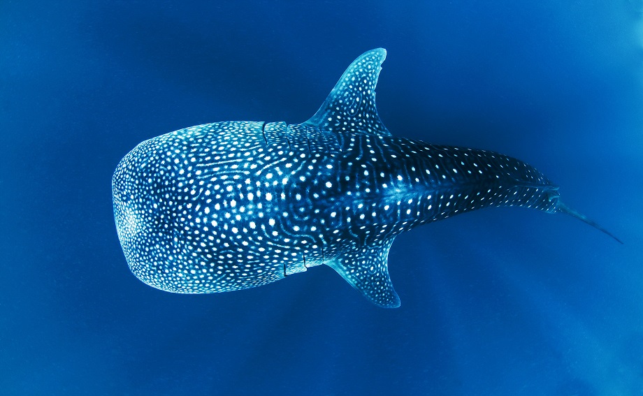 Nagez avec les requins-baleines du Mexique
