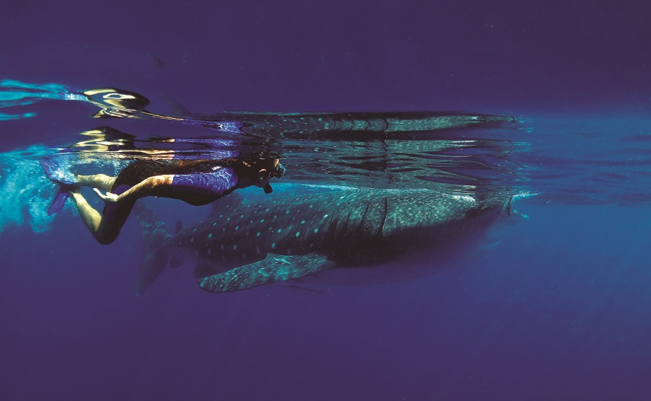Comment protéger le requin baleine ?