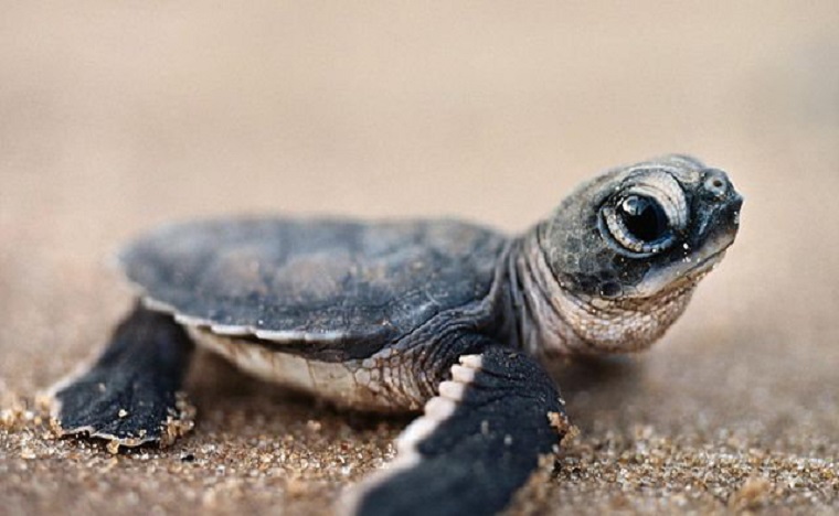 Assister à l'éclosions de tortues au Mexique