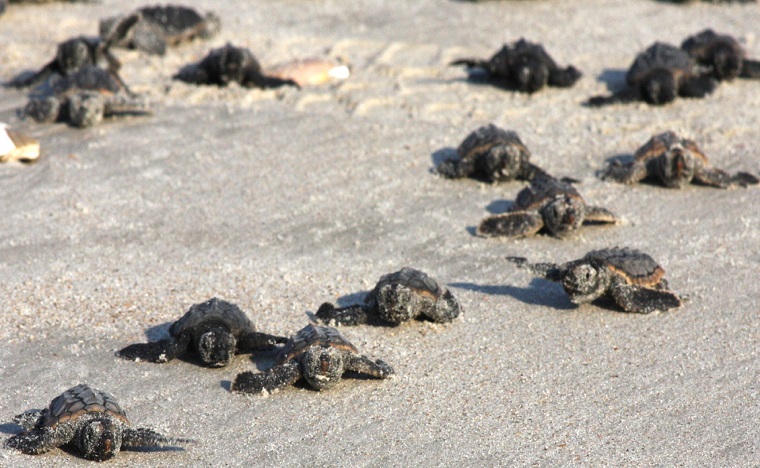 Assister à l'éclosions de tortues au Mexique