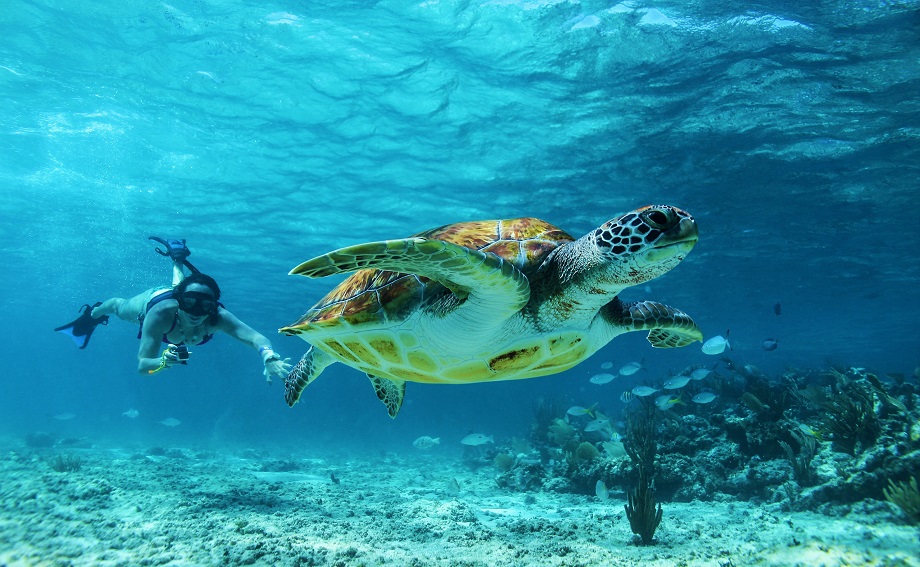 Nagez avec des tortues dans la Riviera Maya