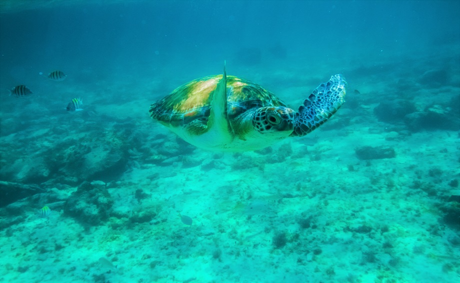 Que puis-je faire pour protéger les tortues marines?