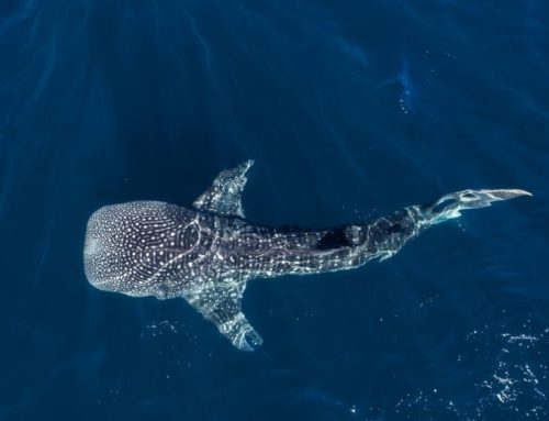 Quand partir au Mexique pour voir les requins-baleines ?