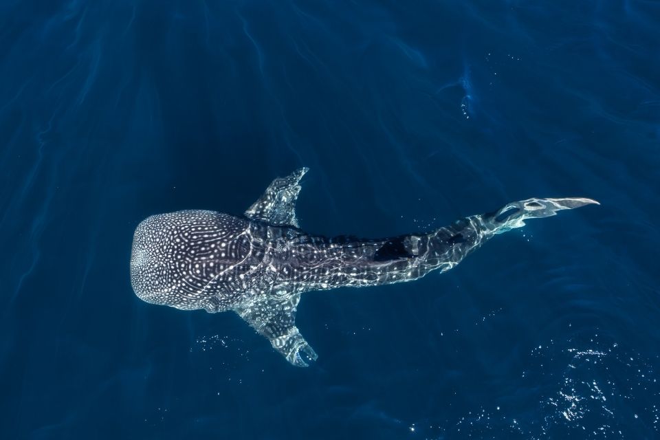 Quand partir au Mexique pour voir les requins-baleines ?