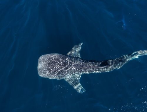 Nager avec les requins baleines du Yucatan en parfait harmonie ! 