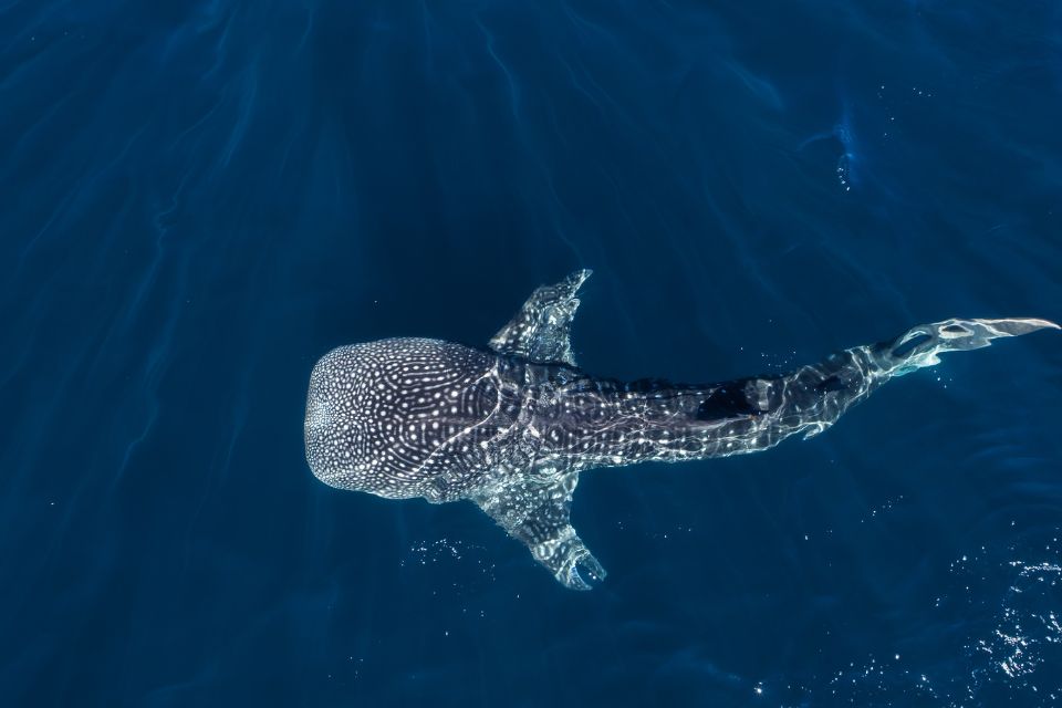 requin-baleine du Yucatan