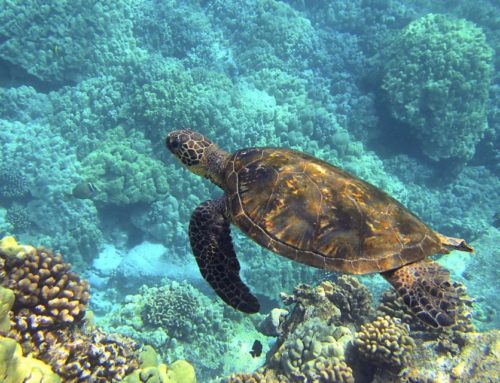 Akumal, une zone protégée pour les tortues marines !