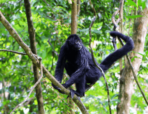 Punta Laguna, un sanctuaire rêvé pour les singes hurleurs et singes-araignées du Yucatan !