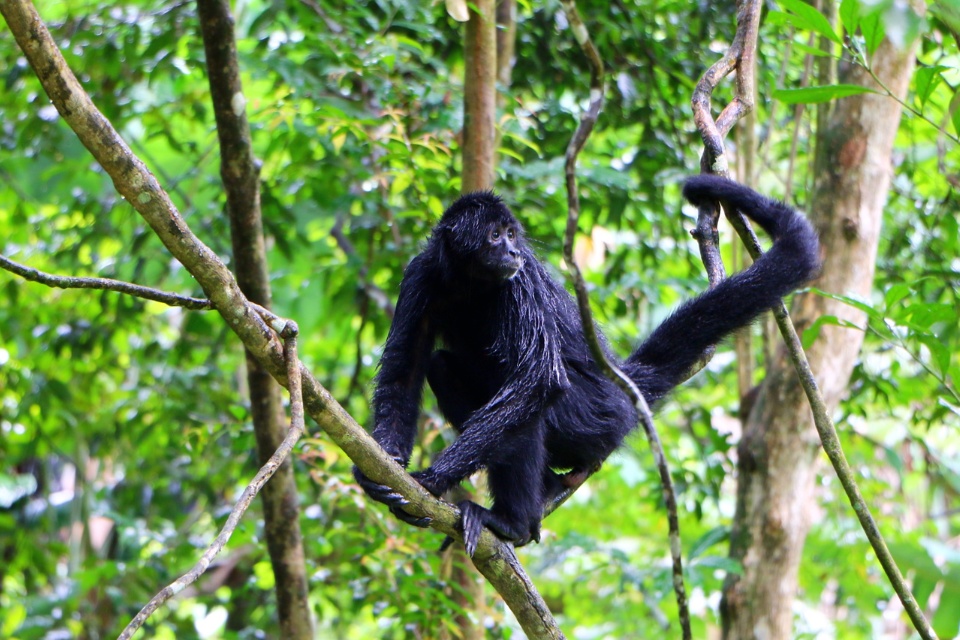 Punta Laguna, un sanctuaire rêvé pour les singes hurleurs et singes-araignées du Yucatan !