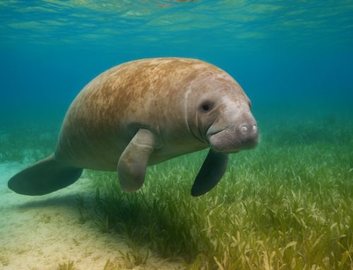 Animaux de Sian Ka’an : les espèces menacées que vous pouvez voir !