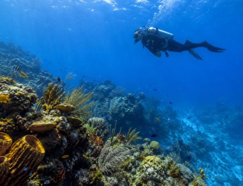 Quelles sont les meilleures excursions au départ de Playa del Carmen ?